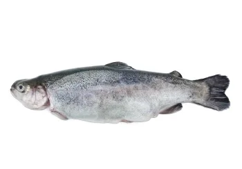 Forel