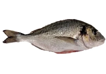 Dorade
